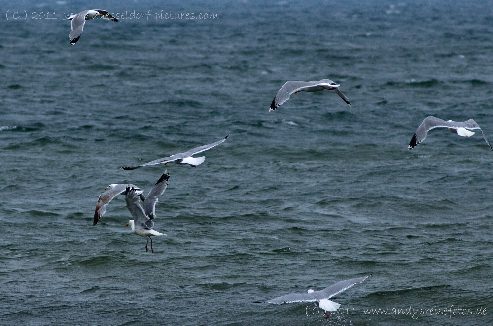 Nordsee Möwen