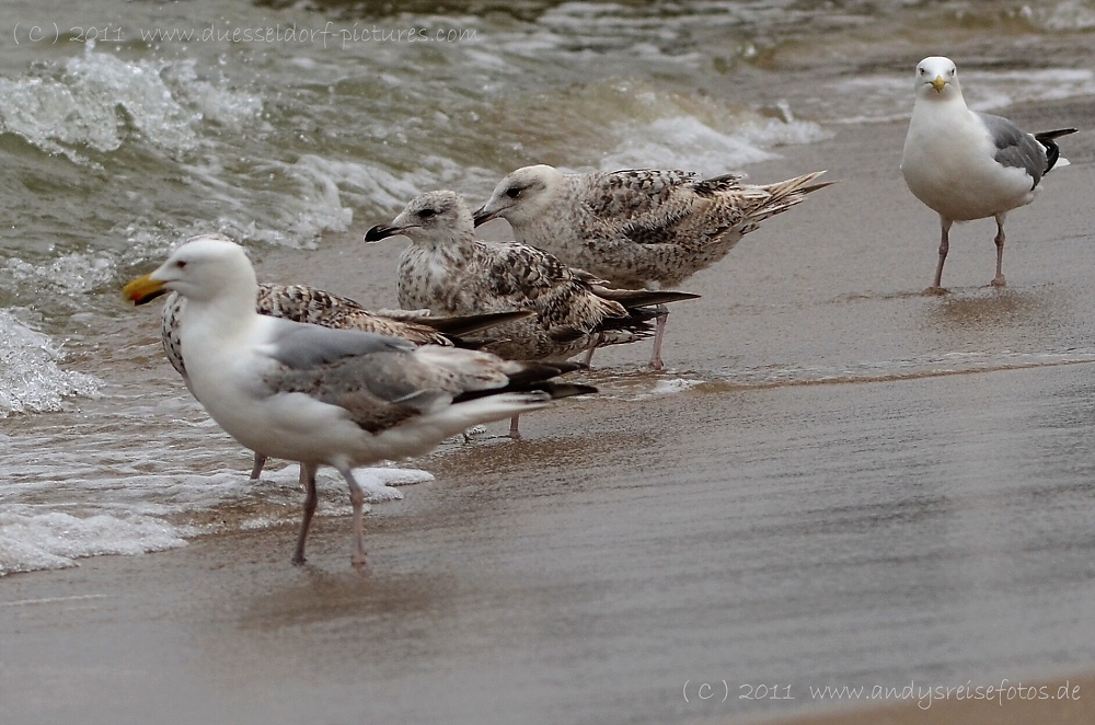 Nordsee Möwen