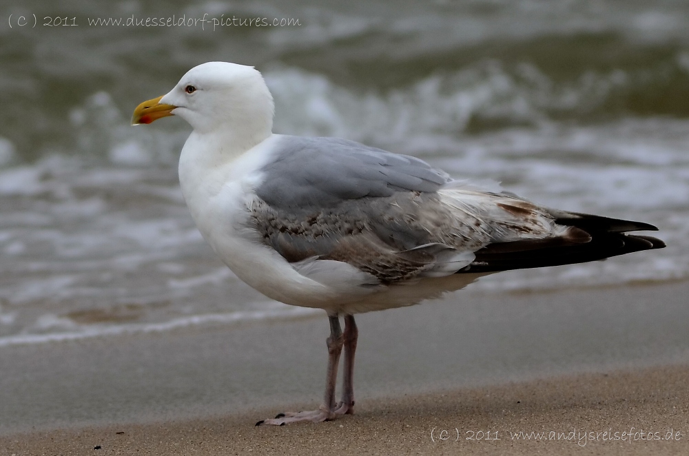 Nordsee Möwen
