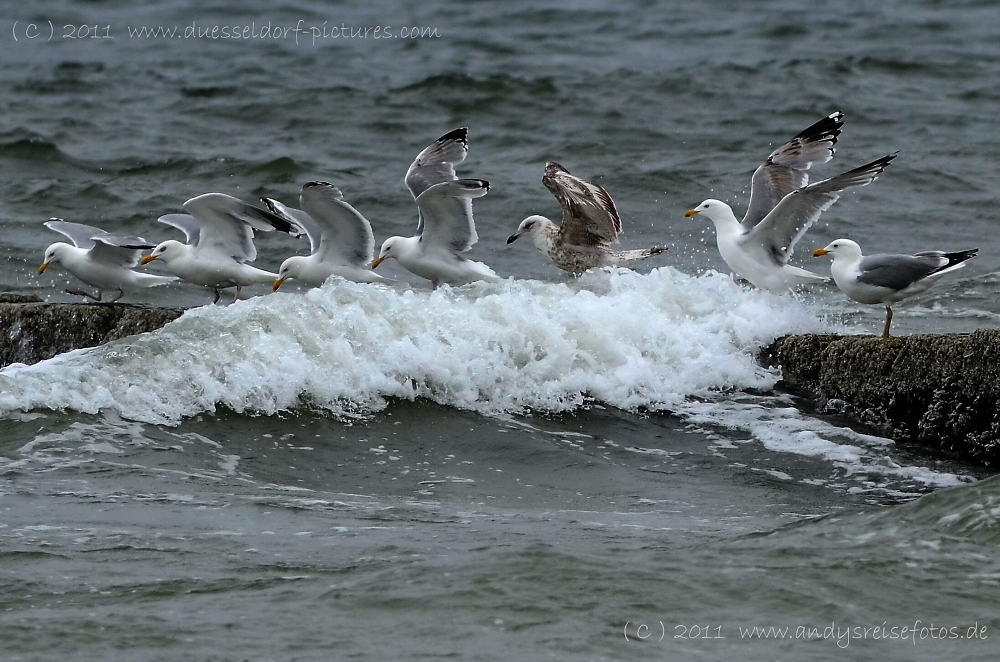 Nordsee Möwen