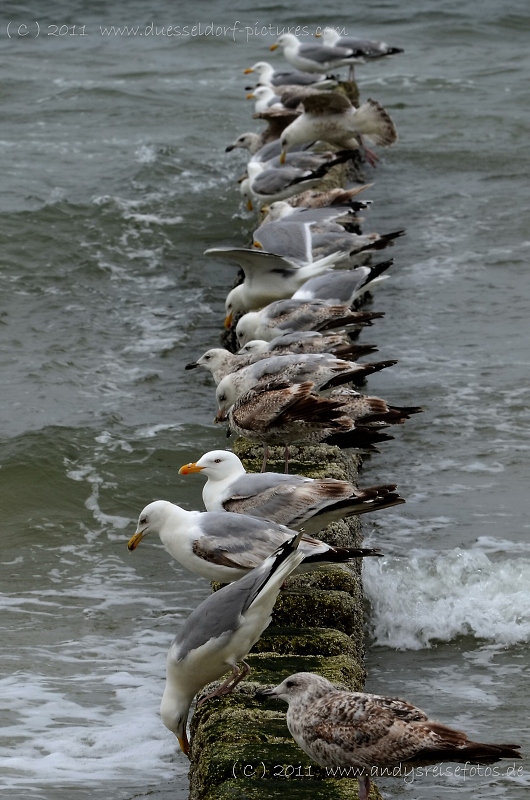 Nordsee Möwen