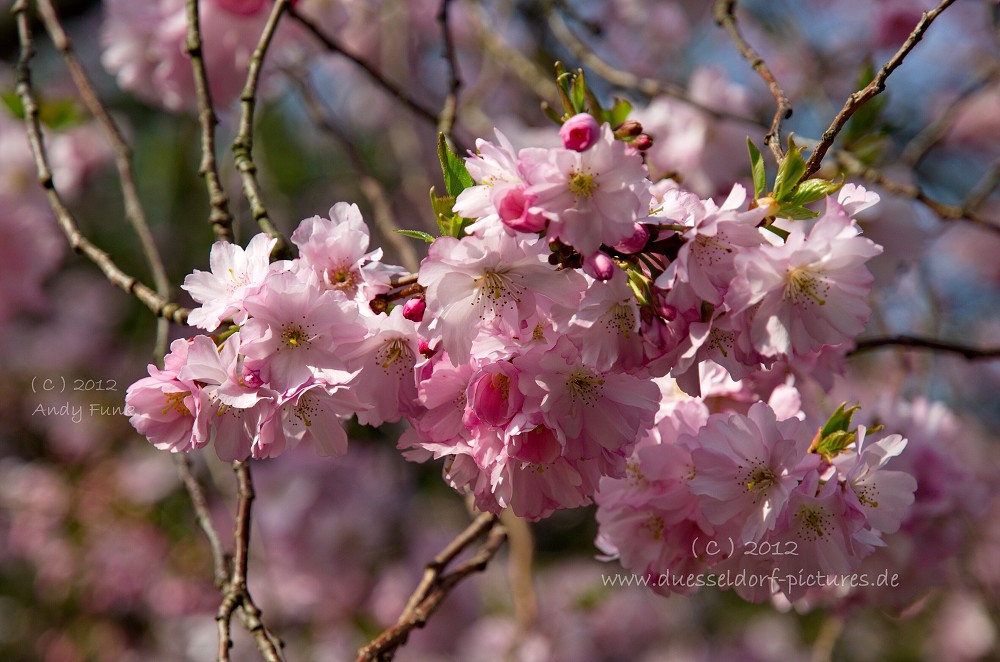 Düsseldorf Schloss / Park Eller