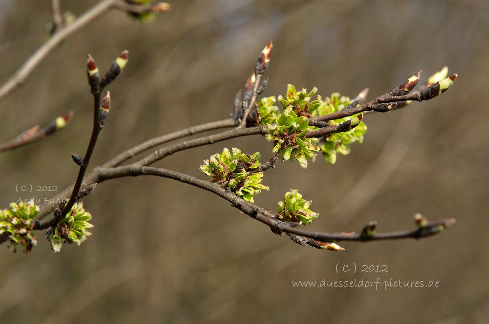Düsseldorf Schloss / Park Eller
