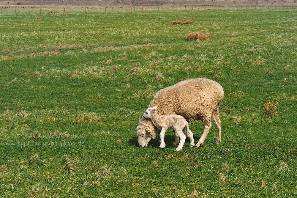 Sylt April 2014 