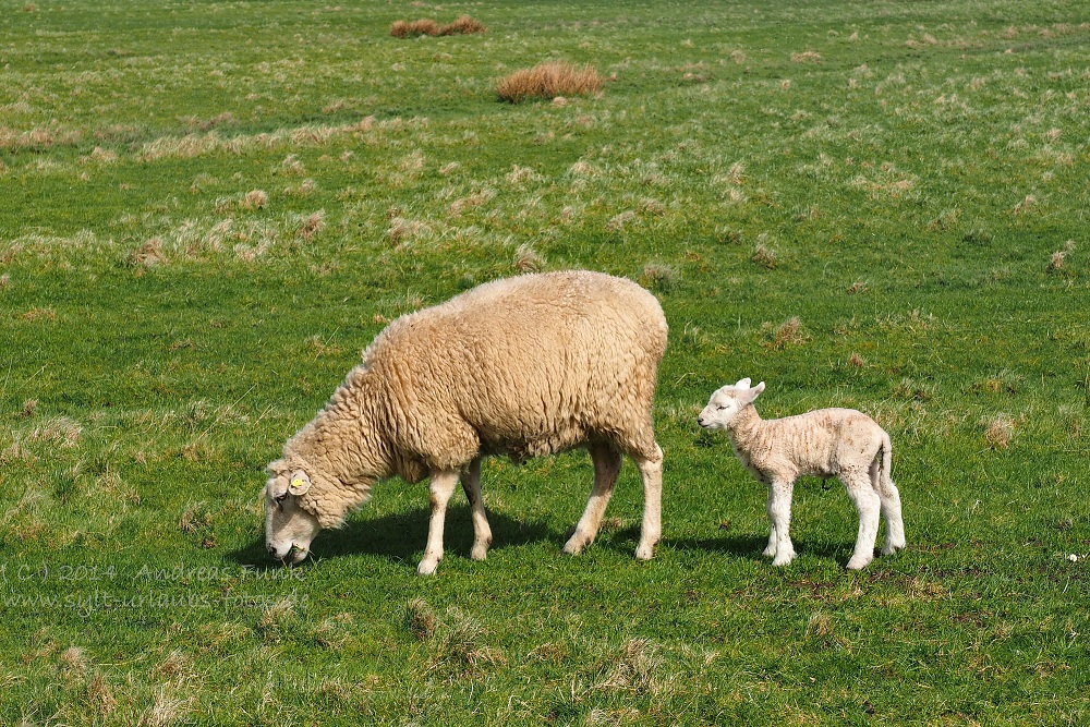 Sylt April 2014 