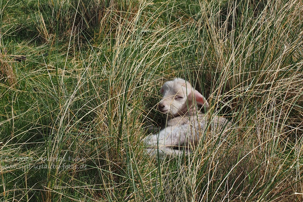 Sylt April 2014 