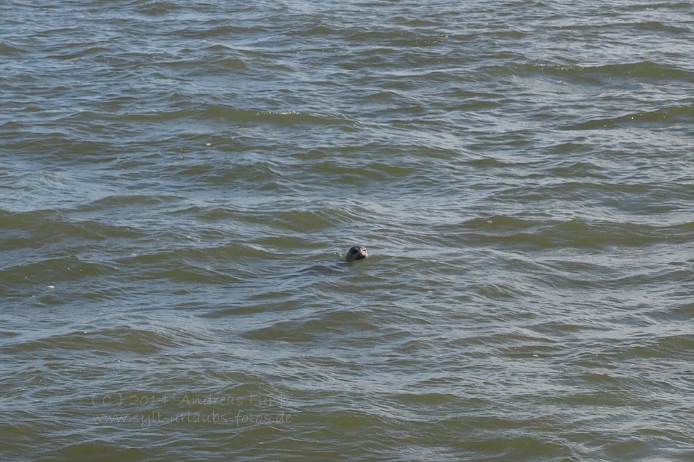 Sylt April 2014 