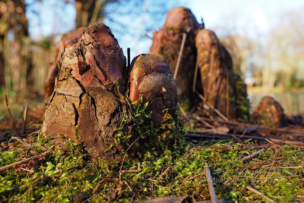 Düsseldorf Volksgarten 01.02.2014