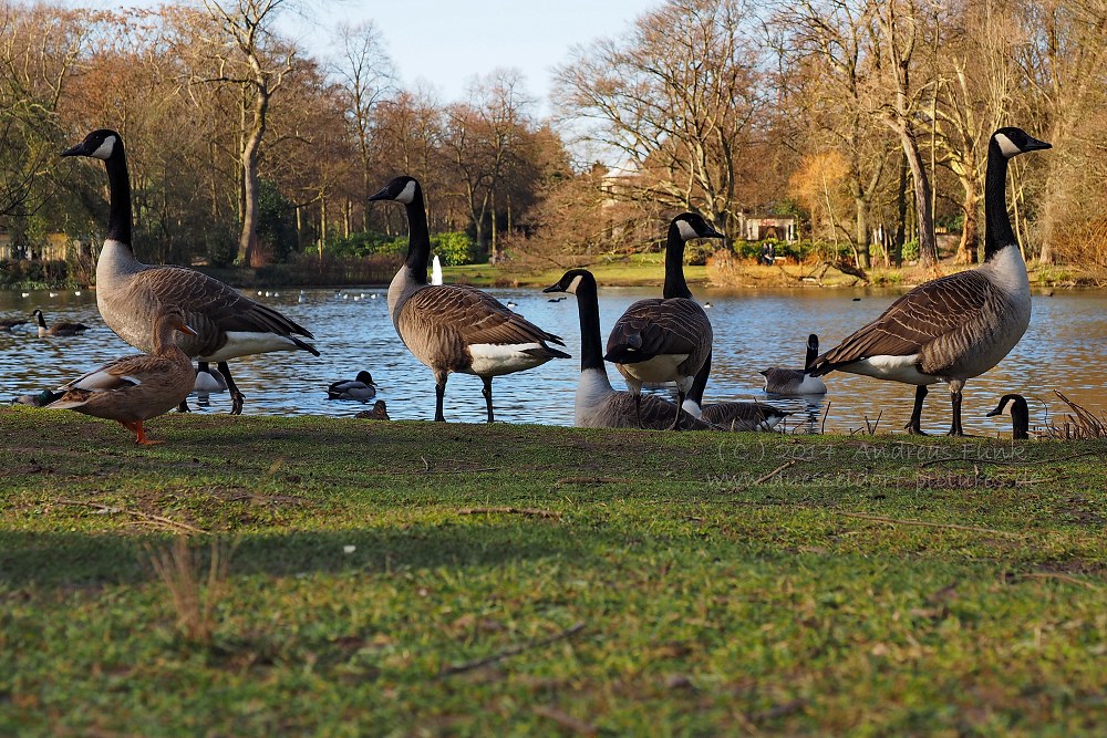 Düsseldorf Volksgarten 01.02.2014