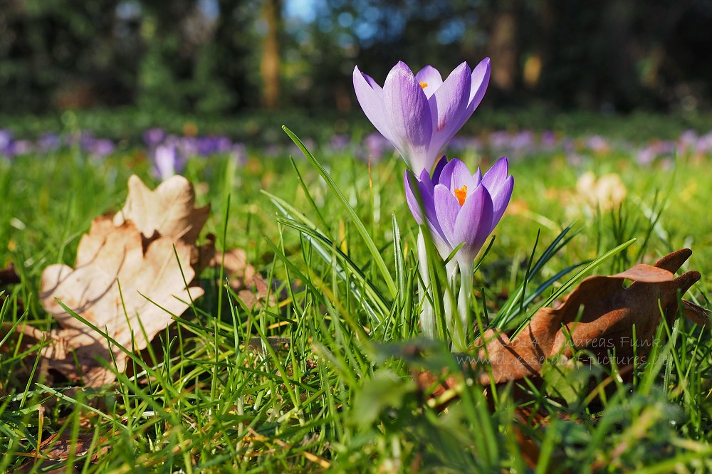 Düsseldorf Volksgarten 01.02.2014