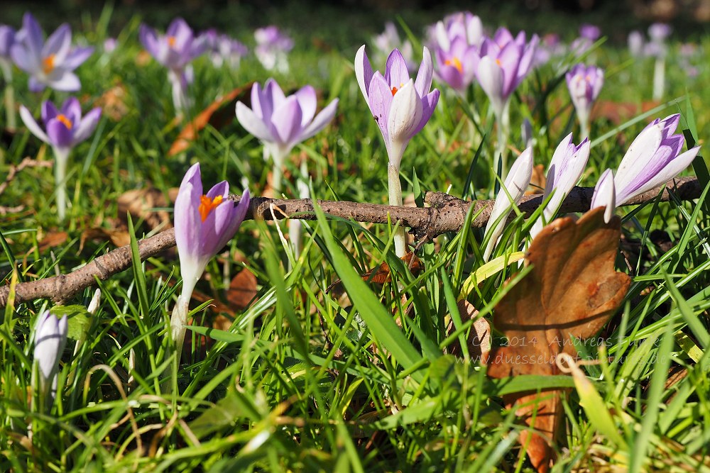 Düsseldorf Volksgarten 01.02.2014