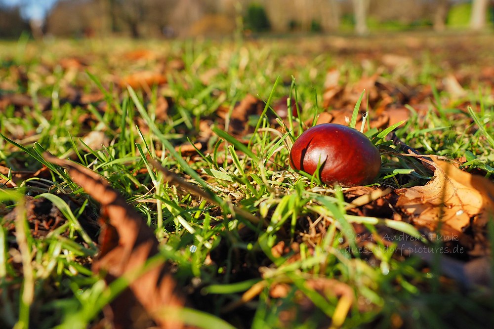 Düsseldorf Volksgarten 01.02.2014