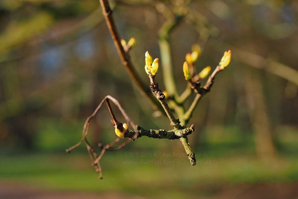 Düsseldorf Volksgarten 01.02.2014