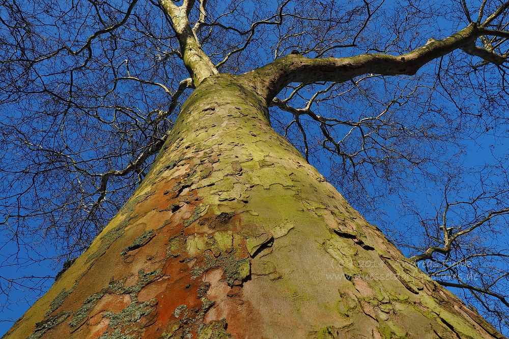 Düsseldorf Volksgarten 01.02.2014