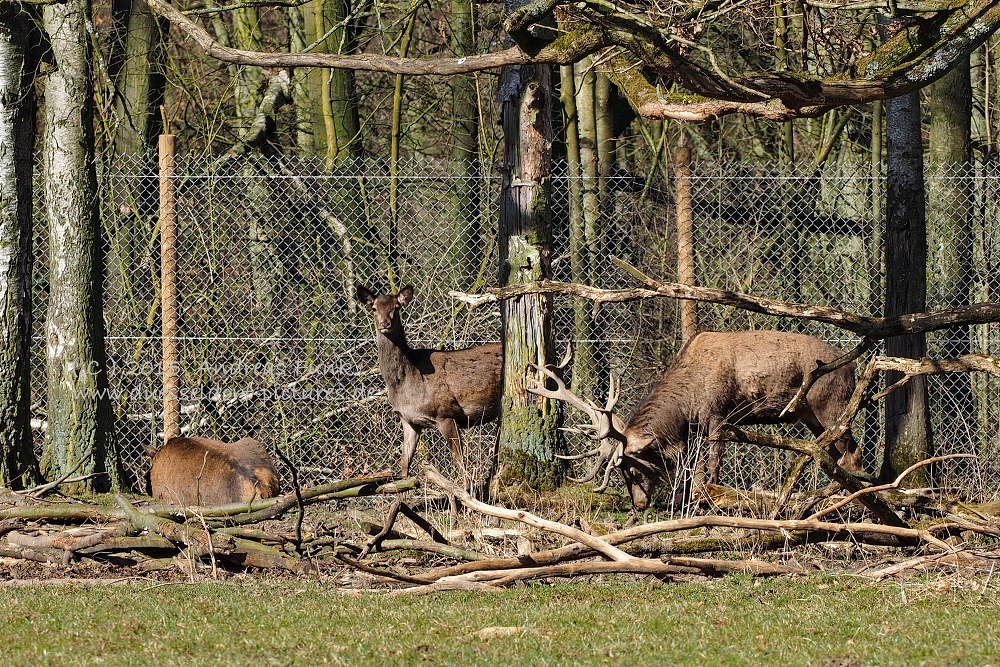 Wildpark im Grafenberger Wald Düsseldorf