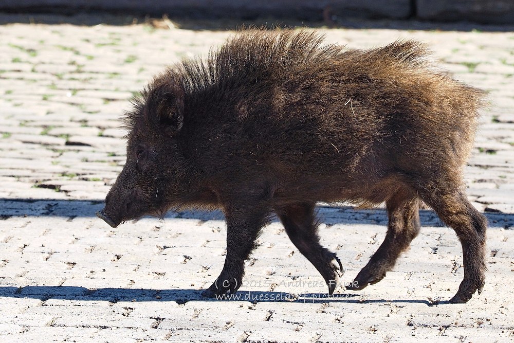 Wildpark im Grafenberger Wald Düsseldorf
