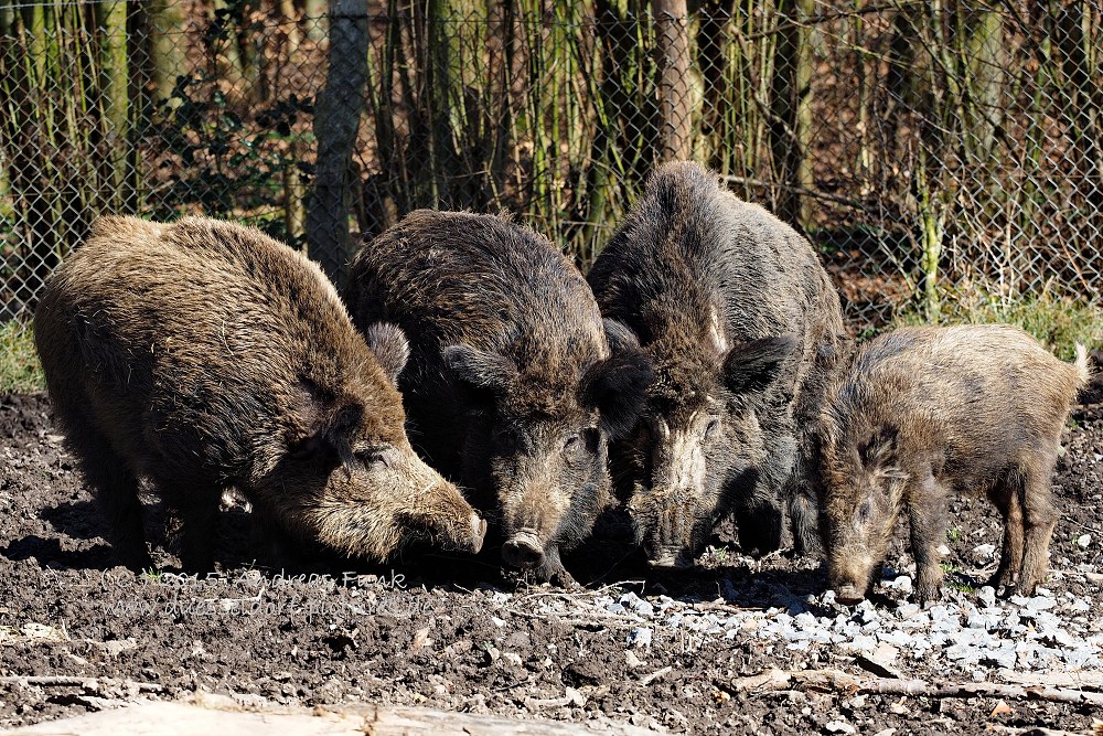 Wildpark im Grafenberger Wald Düsseldorf