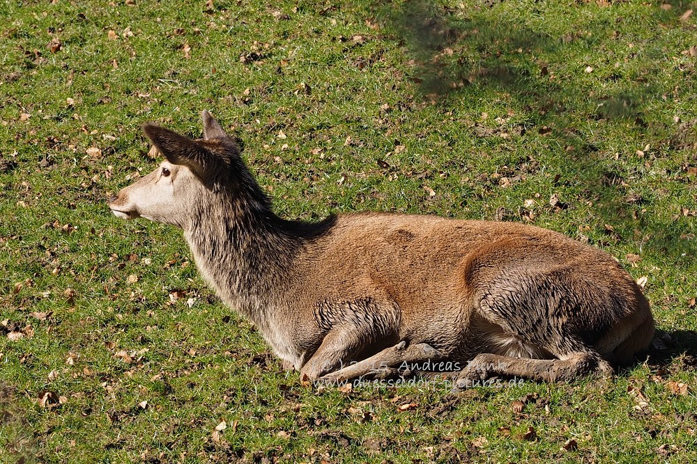 Wildpark im Grafenberger Wald Düsseldorf