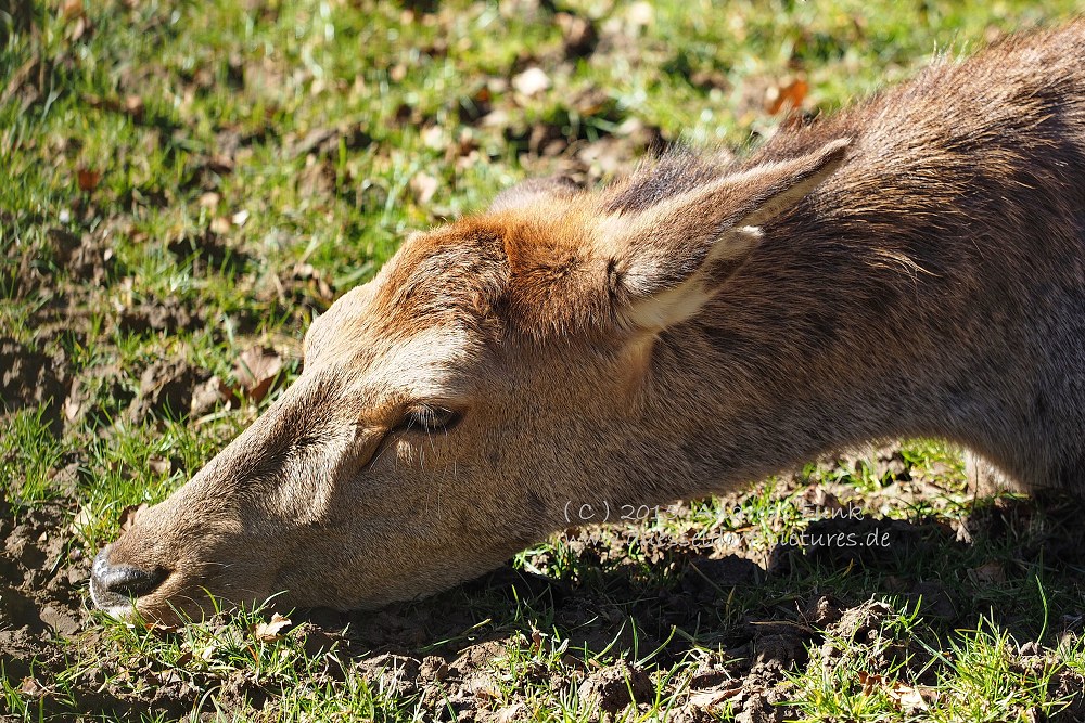 Wildpark im Grafenberger Wald Düsseldorf