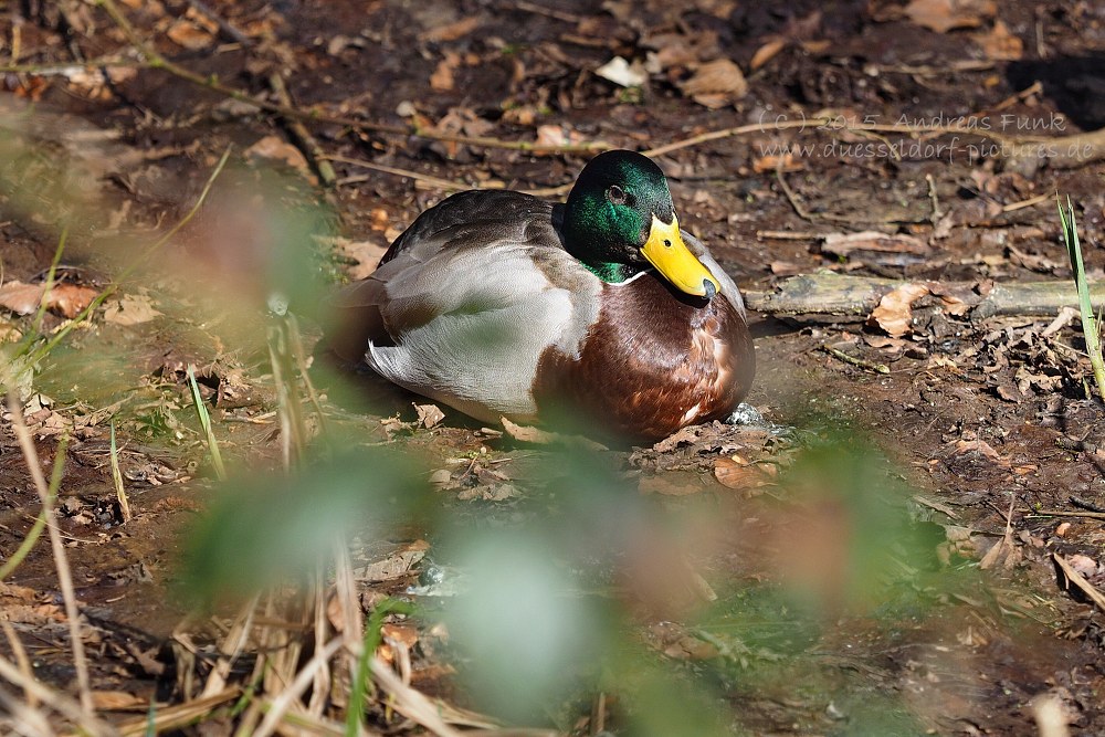 Wildpark im Grafenberger Wald Düsseldorf