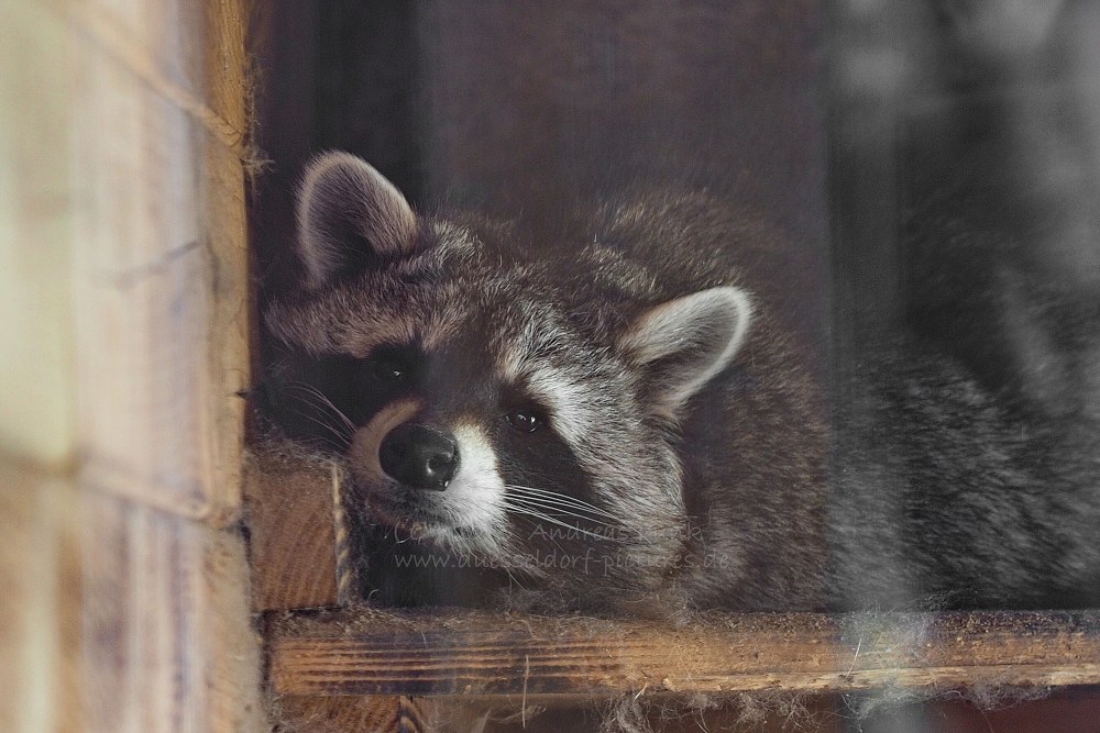 Wildpark im Grafenberger Wald Düsseldorf