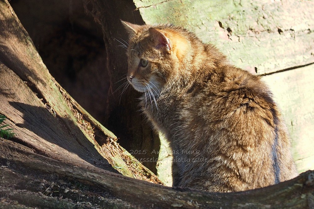 Wildpark im Grafenberger Wald Düsseldorf