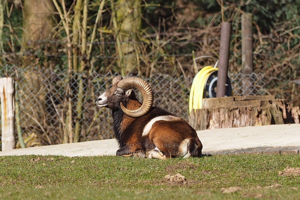 Wildpark im Grafenberger Wald Düsseldorf
