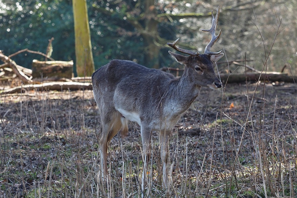 Wildpark im Grafenberger Wald Düsseldorf