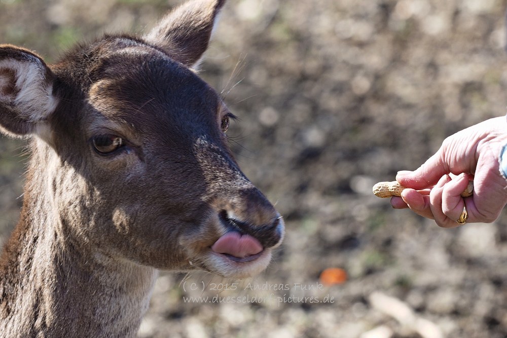Wildpark im Grafenberger Wald Düsseldorf