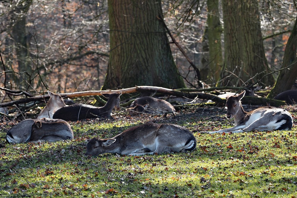 Wildpark im Grafenberger Wald Düsseldorf
