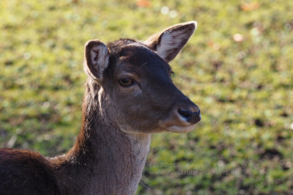 Wildpark im Grafenberger Wald Düsseldorf