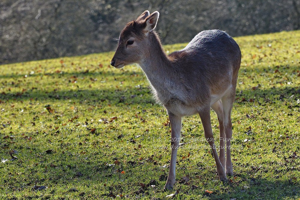 Wildpark im Grafenberger Wald Düsseldorf