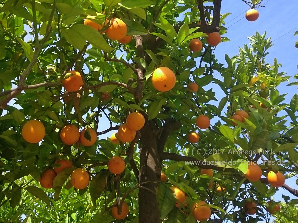 Mallorca 2017 Urlaub in Port de Soller Handyfotos