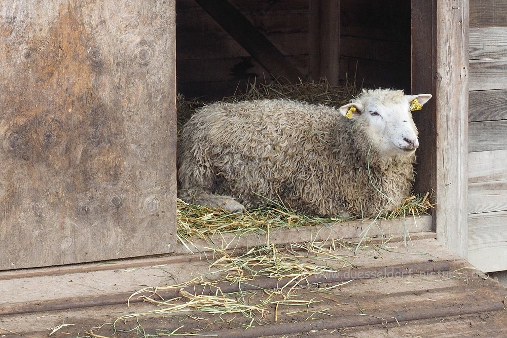 Stockholm Freilichtmuseum Skansen