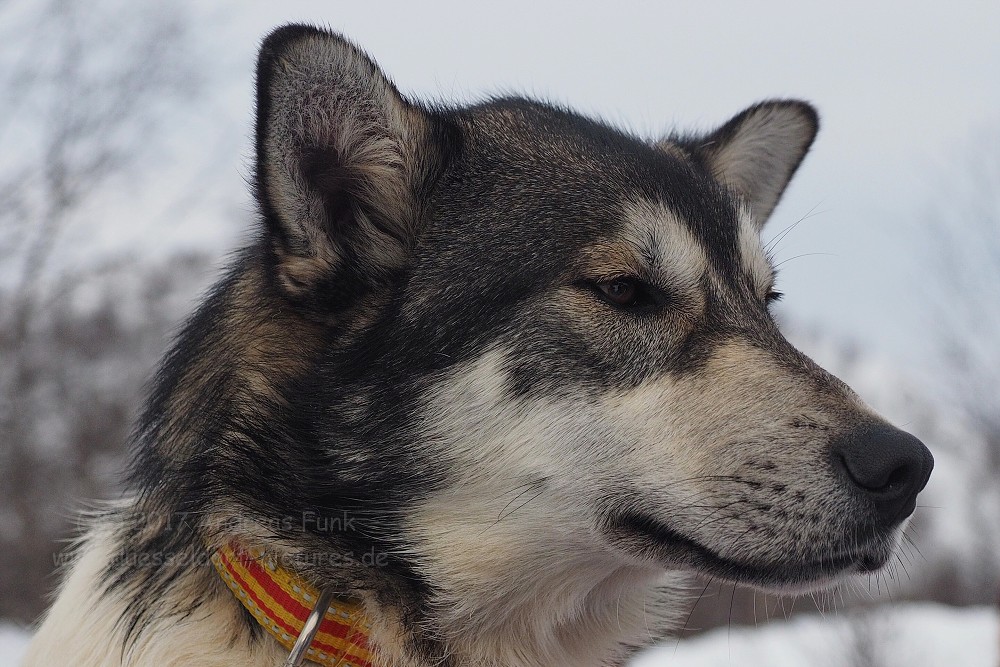 Hurtigrutenfahrt 2017 Tag 6 Kirkenes Snowhotel Husky