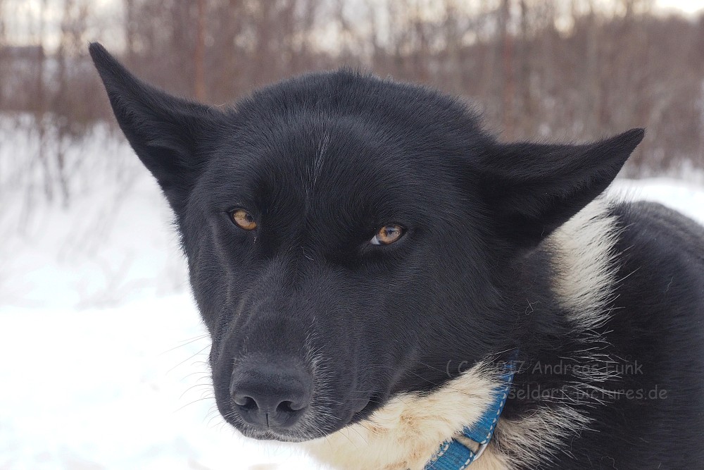 Hurtigrutenfahrt 2017 Tag 6 Kirkenes Snowhotel Husky