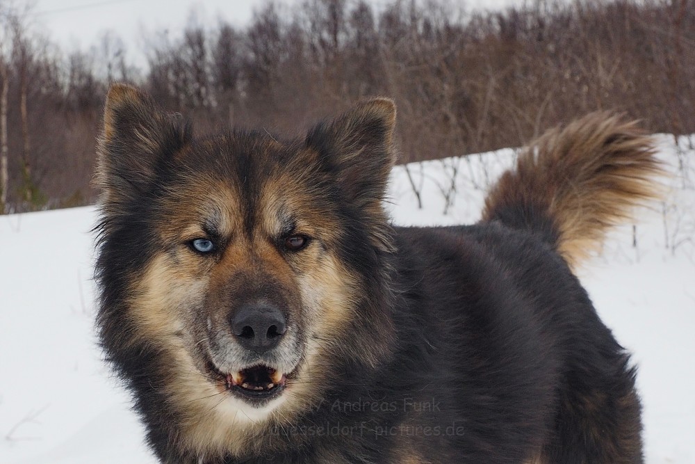 Hurtigrutenfahrt 2017 Tag 6 Kirkenes Snowhotel Husky