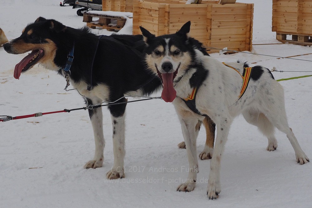 Hurtigrutenfahrt 2017 Tag 6 Kirkenes Snowhotel Husky