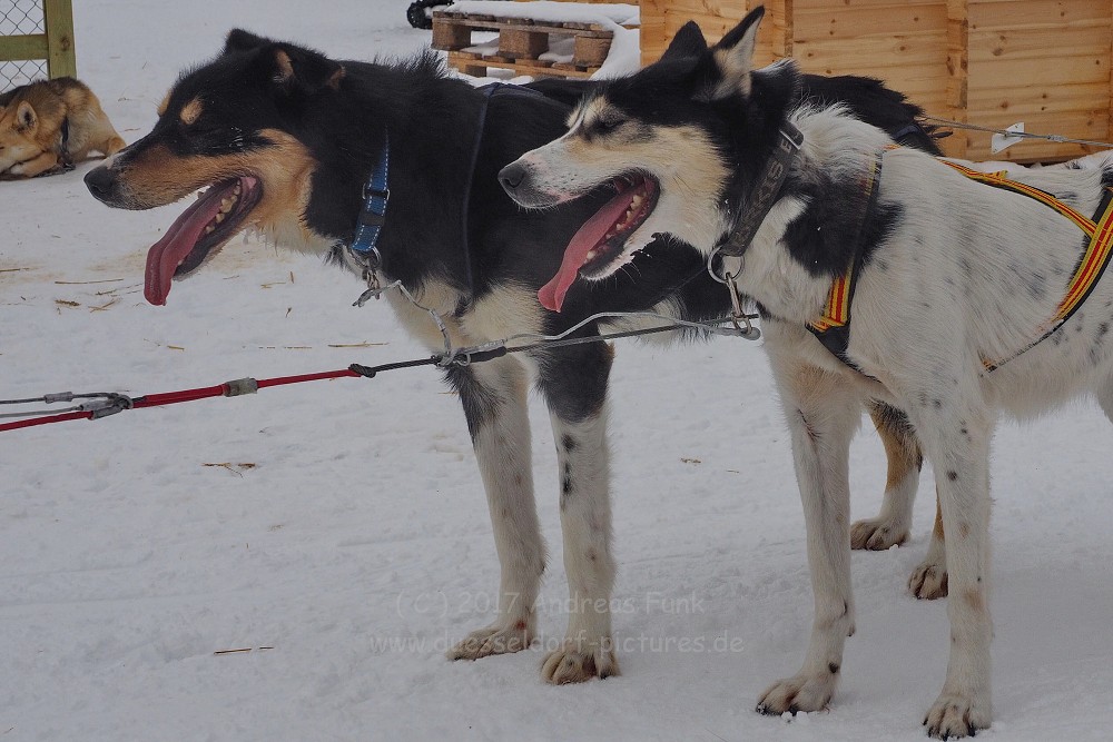 Hurtigrutenfahrt 2017 Tag 6 Kirkenes Snowhotel Husky