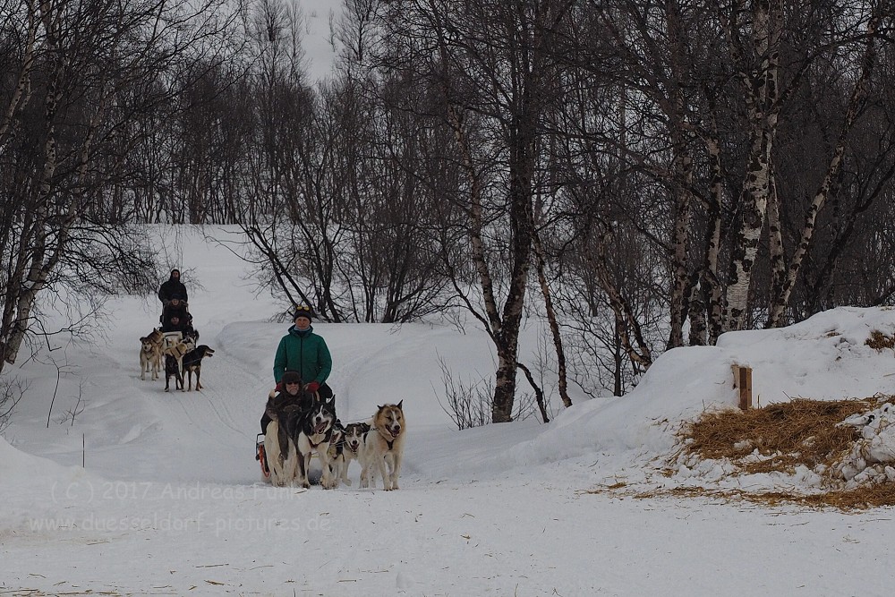 Hurtigrutenfahrt 2017 Tag 6 Kirkenes Snowhotel Husky
