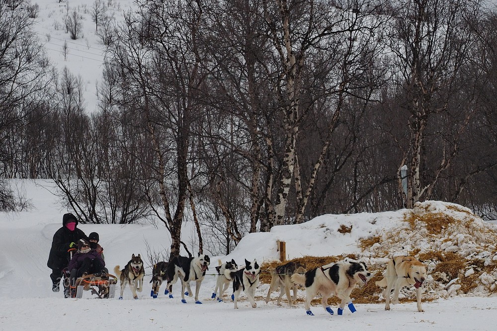 Hurtigrutenfahrt 2017 Tag 6 Kirkenes Snowhotel Husky