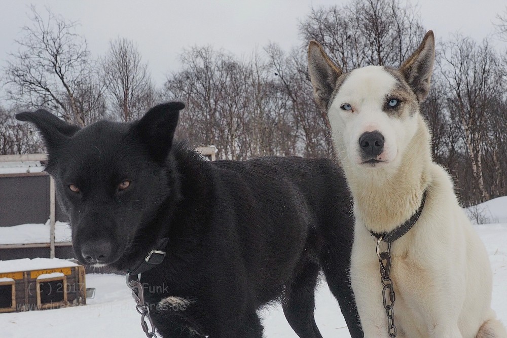 Hurtigrutenfahrt 2017 Tag 6 Kirkenes Snowhotel Husky