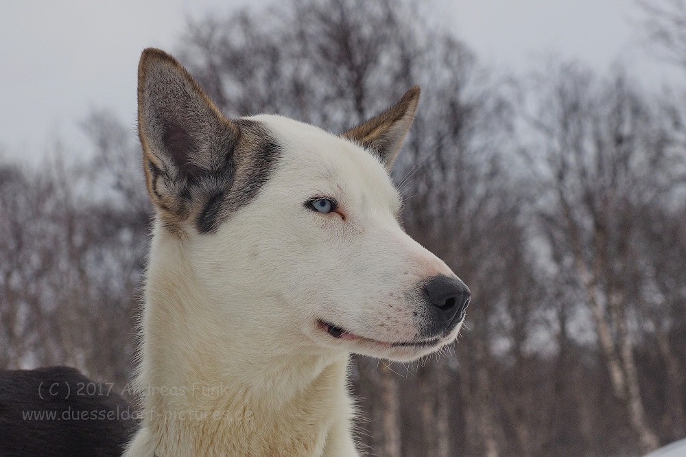 Hurtigrutenfahrt 2017 Tag 6 Kirkenes Snowhotel Husky
