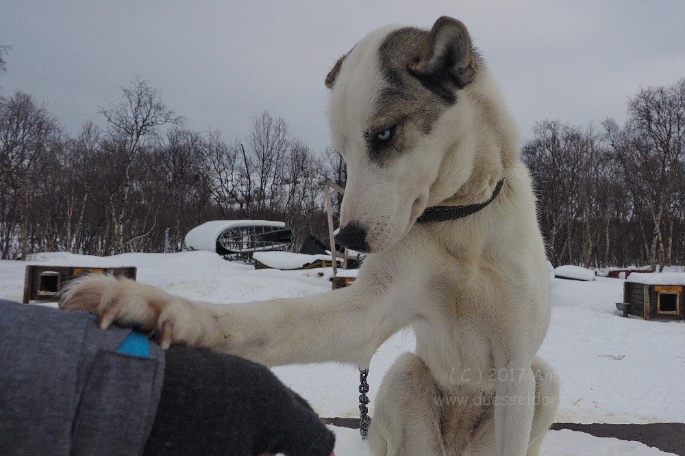 Hurtigrutenfahrt 2017 Tag 6 Kirkenes Snowhotel Husky