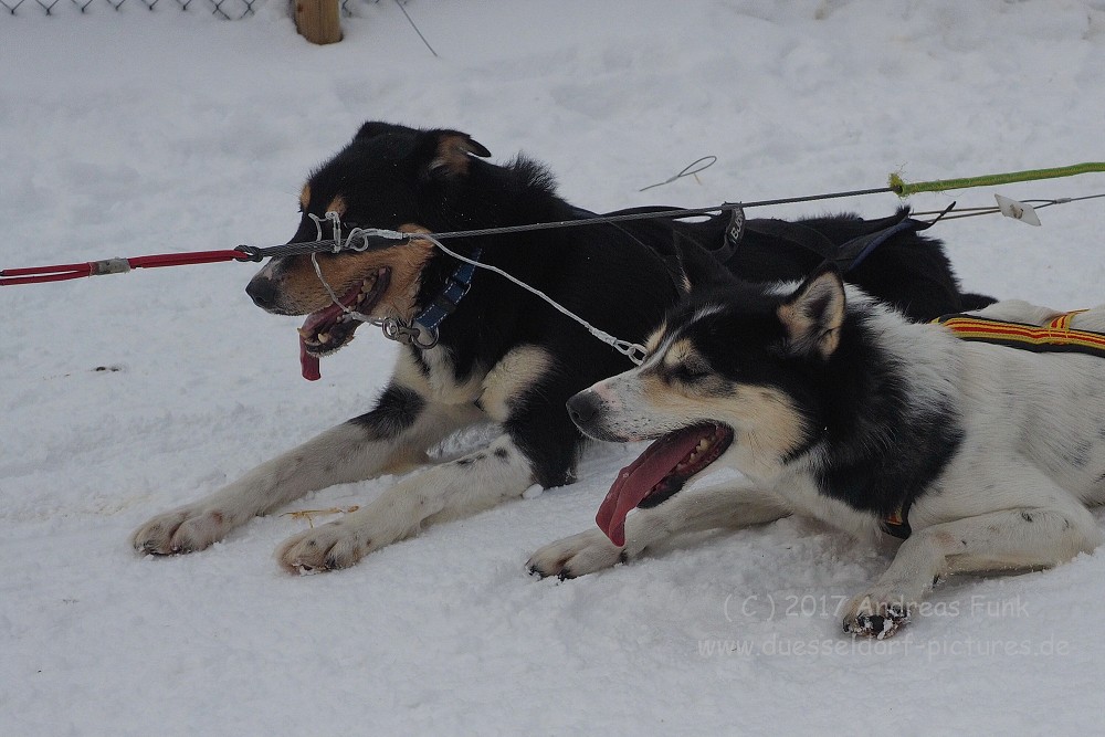 Hurtigrutenfahrt 2017 Tag 6 Kirkenes Snowhotel Husky