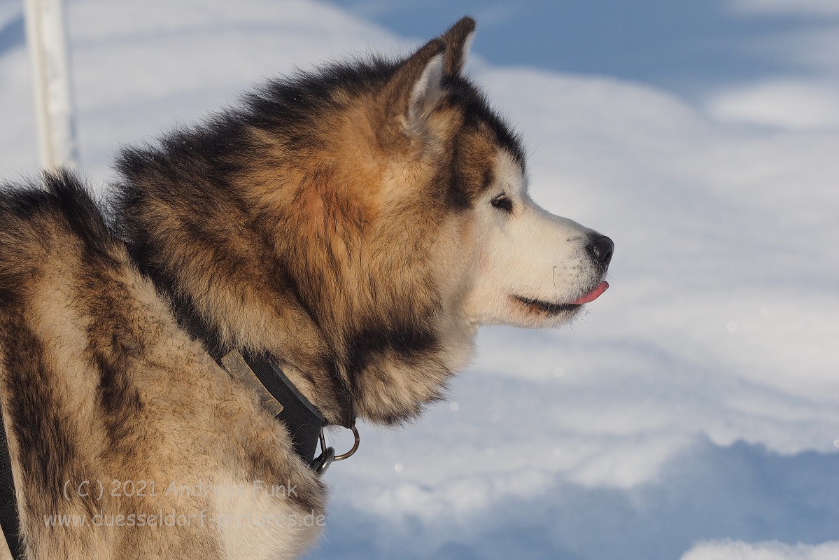 Hurtigruten 26.2.2018 Kirkenes und Vardo