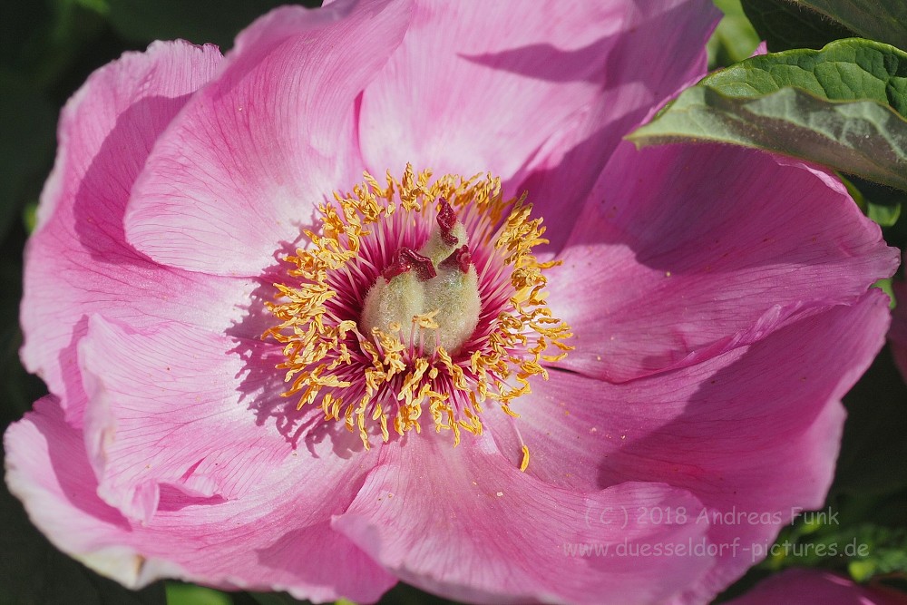 Tromsø - Botanischergarten und Stadtrundgang Juli 2018