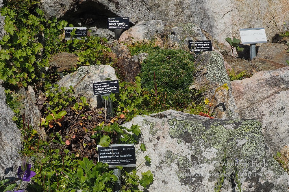 Tromsø - Botanischergarten und Stadtrundgang Juli 2018