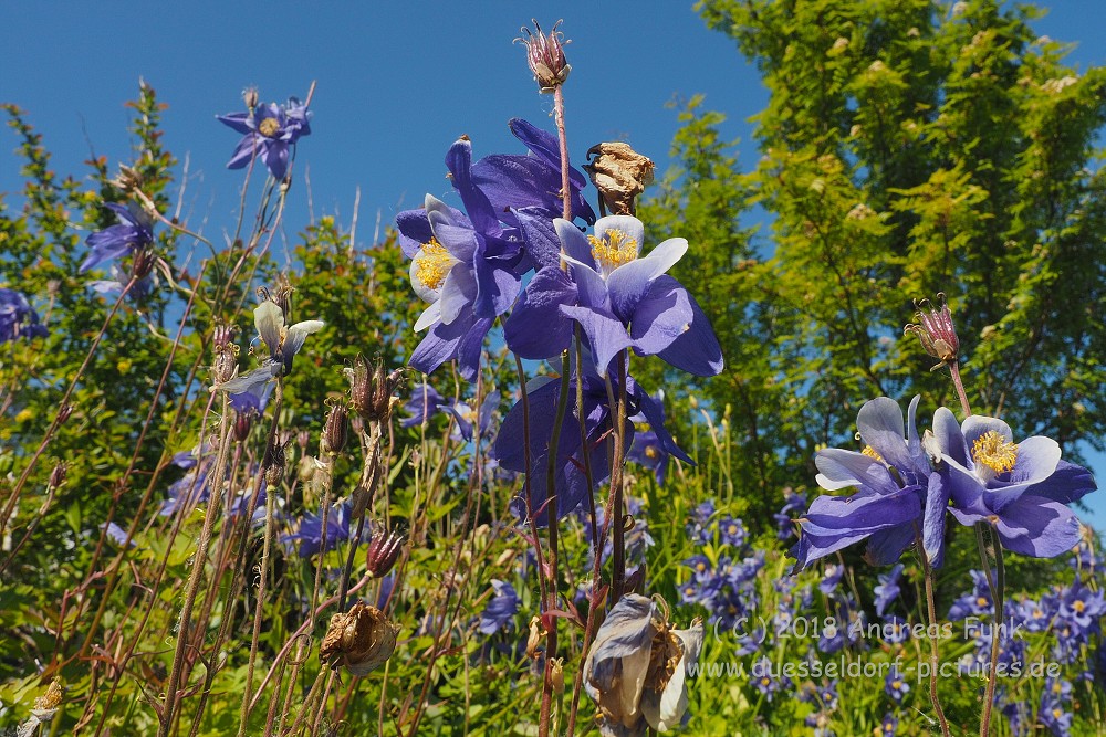 Tromsø - Botanischergarten und Stadtrundgang Juli 2018
