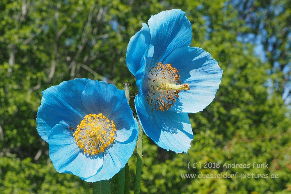 Tromsø - Botanischergarten und Stadtrundgang Juli 2018